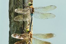 13 Dragonflies in mating