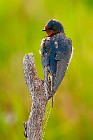 25 Swallow - Circeo National Park, Italy