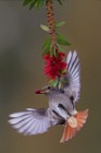 64 Redstart ♀ - Circeo National Park, Italy
