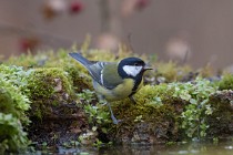 68 Great Tit - Natural oasis of Alviano, Italy