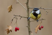69 Great Tit - Natural oasis of Alviano, Italy