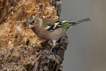71 Chaffinch - Natural oasis of Alviano, Italy