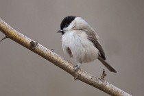 72 Coal Tit - Natural oasis of Alviano, Italy