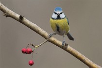 73 Blue Tit - Natural oasis of Alviano, Italy