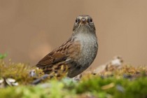 74 Dunnock - Natural oasis of Alviano, Italy