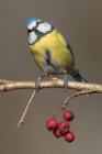 75 Blue Tit - Natural oasis of Alviano, Italy