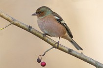 76 Chaffinch - Natural oasis of Alviano, Italy