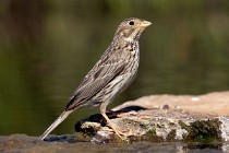 77 Corn bunting - National Park  of  Monfrague, Spain