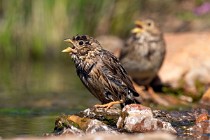 78 Corn bunting - National Park  of  Monfrague, Spain