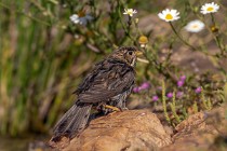 79 Corn bunting - National Park  of  Monfrague, Spain
