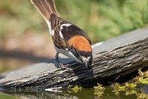 102 Woodchat Shrike - National Park  of  Monfrague, Spain