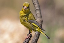 104 European Greenfinch - National Park  of  Monfrague, Spain
