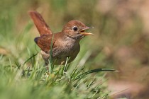 105 Common Nightingale - National Park  of  Monfrague, Spain
