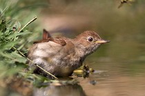 106 Common Nightingale - National Park  of  Monfrague, Spain