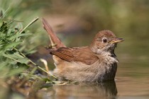 107 Common Nightingale - National Park  of  Monfrague, Spain