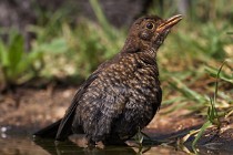 111 Common blackbird - National Park  of  Monfrague, Spain