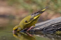 113 European Greenfinch - National Park  of  Monfrague, Spain