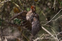 118 Common blackbird - National Park  of  Monfrague, Spain