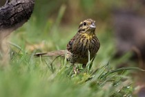 120 Cirl bunting - National Park  of  Monfrague, Spain