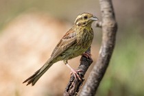 121 Cirl bunting ♀ - National Park  of  Monfrague, Spain