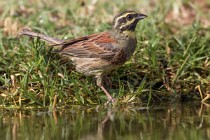 122 Cirl bunting ♂ - National Park  of  Monfrague, Spain