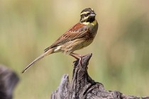 123 Cirl bunting ♂ - National Park  of  Monfrague, Spain