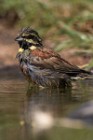 126 Cirl bunting ♂ - National Park  of  Monfrague, Spain