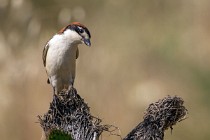 128 Woodchat Shrike - National Park  of  Monfrague, Spain