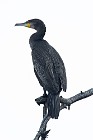12 Cormorant - National Park of Circeo, Italy