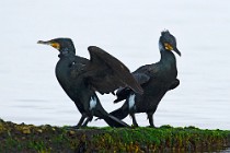14 Cormorants - National Park of Circeo, Italy