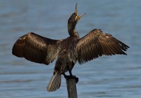 18 Cormorant - National Park of Circeo, Italy