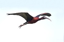 27 Glossy Ibis - National Park of Coto Doñana, Spain