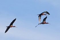 29 Glossy Ibis - National Park of Coto Doñana, Spain