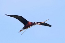 30 Glossy Ibis - National Park of Coto Doñana, Spain