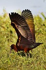 31 Glossy Ibis hunting - National Park of Coto Doñana, Spain