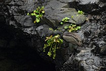 25 Marangoni dal ciuffo - Isola di Staffa, Scozia
