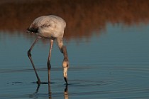 21 Greater flamingo juvenilis - Circeo National Park, Italy