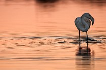 22 Greater flamingo juvenilis - Circeo National Park, Italy