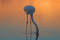 23 Greater flamingo - Circeo National Park, Italy