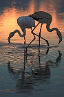 24 Greater flamingos - Circeo National Park, Italy