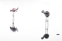 25 Greater flamingos - Circeo National Park, Italy