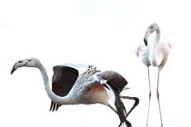 26 Greater flamingos - Circeo National Park, Italy