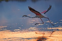 27 Greater flamingo - Circeo National Park, Italy
