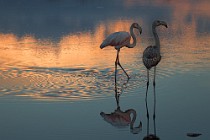 28 Greater flamingos - Circeo National Park, Italy