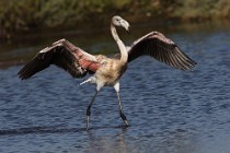 30 Greater flamingo - Circeo National Park, Italy