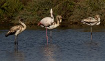 31 Greater flamingos - Circeo National Park, Italy