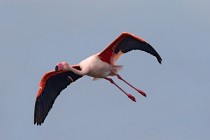 32 Greater flamingo - Natural Reserve of Huelta, Spain