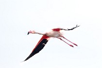 33 Greater flamingo - Natural Reserve of Huelta, Spain
