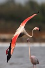 34 Greater flamingo - Natural Reserve of Huelta, Spain