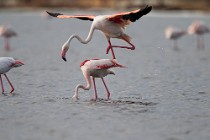 35 Greater flamingos - Natural Reserve of Huelta, Spain